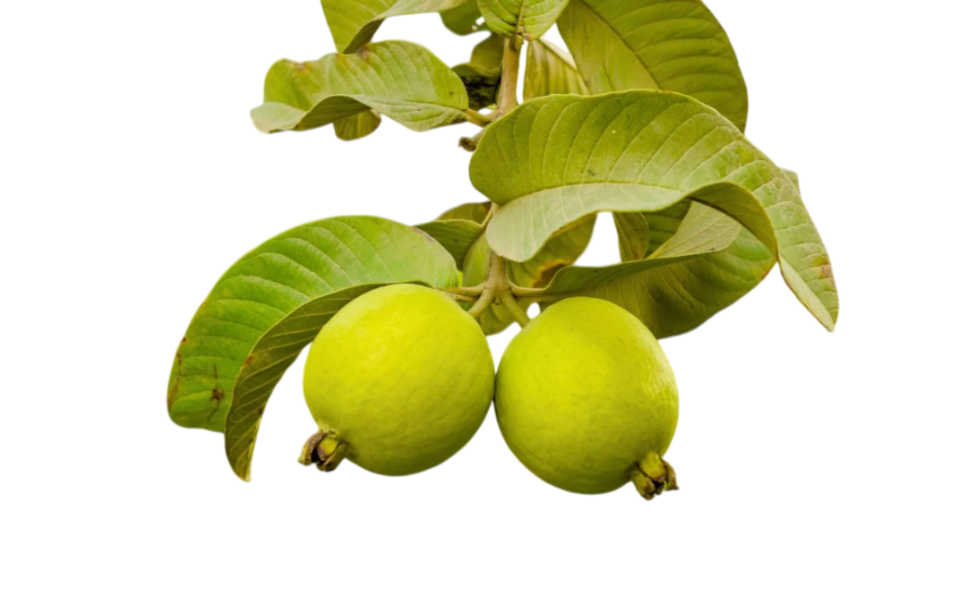 ฝรั่ง (Guava)
