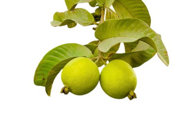 ฝรั่ง (Guava)