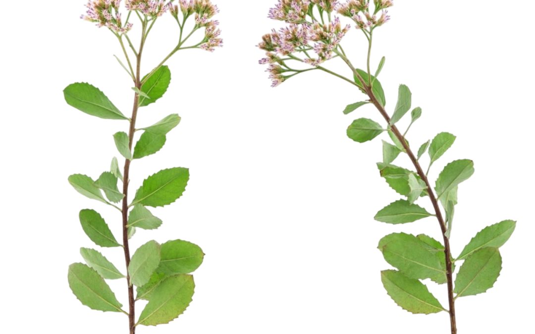 ขลู่ (Pluchea Indica)