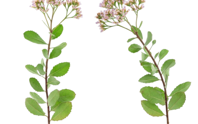 ขลู่ (Pluchea Indica)
