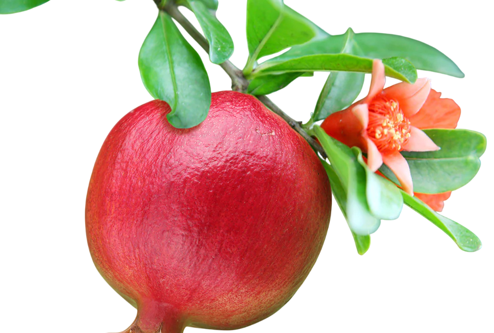 ทับทิม (Pomegranate)
