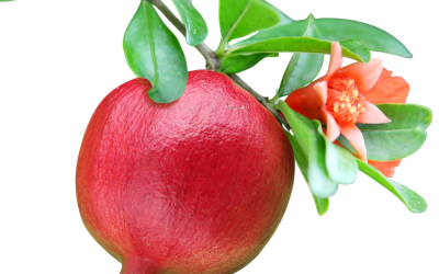 ทับทิม (Pomegranate)