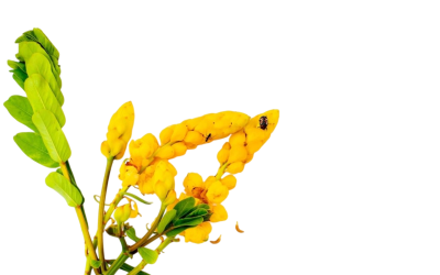 ชุมเห็ดเทศ (Candeltree)
