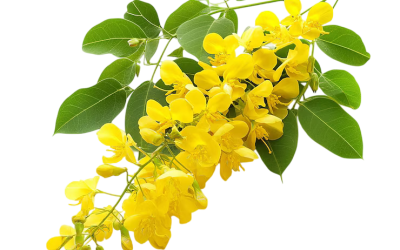 ขี้เหล็ก (Senna Siamea)