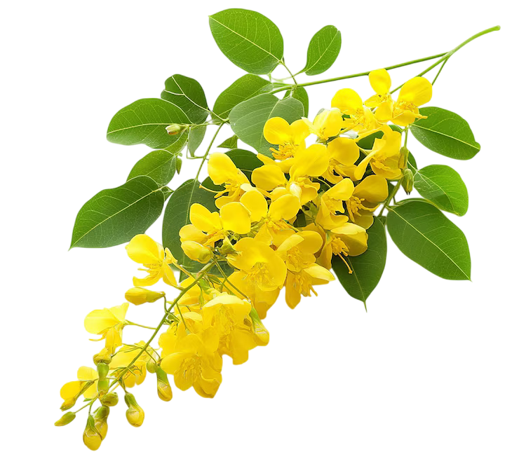 ขี้เหล็ก (Senna Siamea)