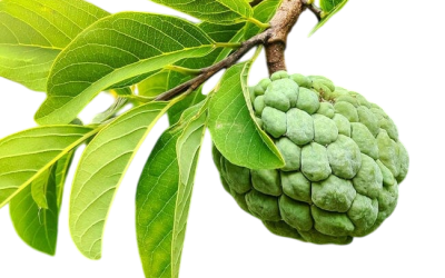 น้อยหน่า (Sugar Apple)
