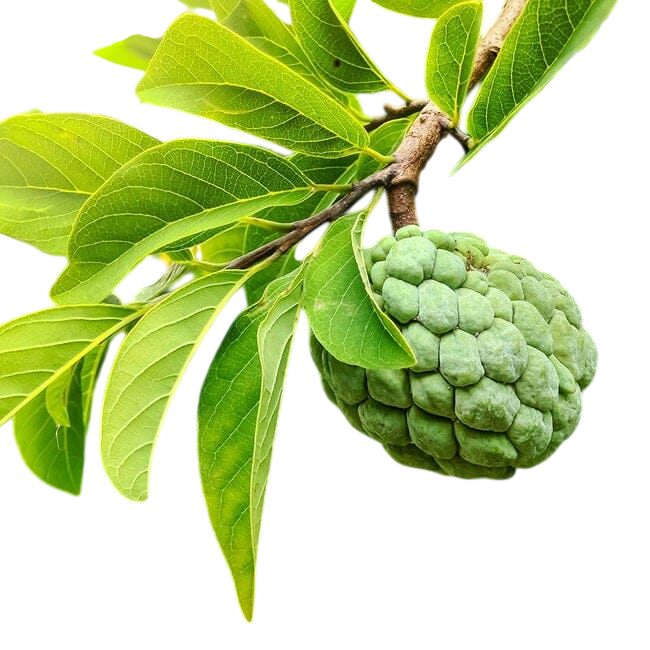 น้อยหน่า (Sugar Apple)