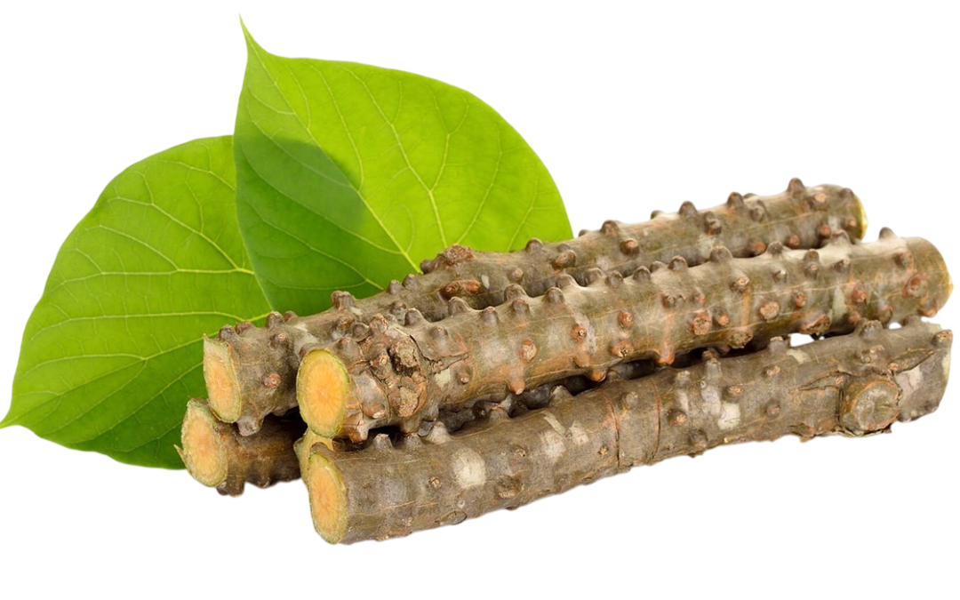 บอระเพ็ด (Tinospora)