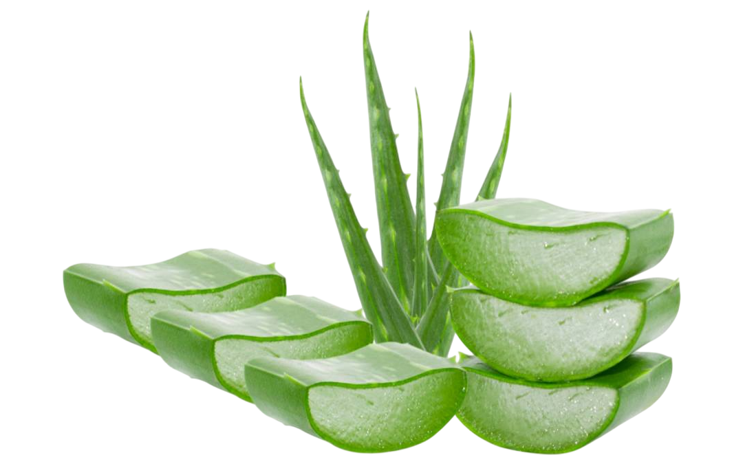 ว่านหางจระเข้ (Aloe)