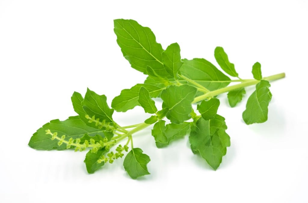 กระเพรา (Basil)
