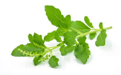 กระเพรา (Basil)