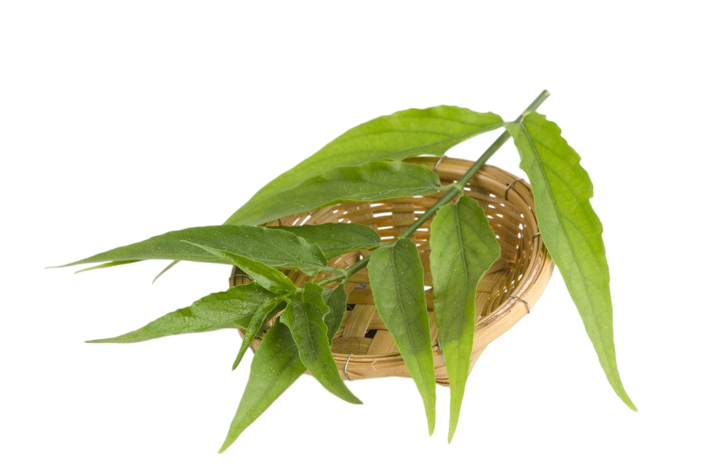 เสลดพังพอน (Belenia)