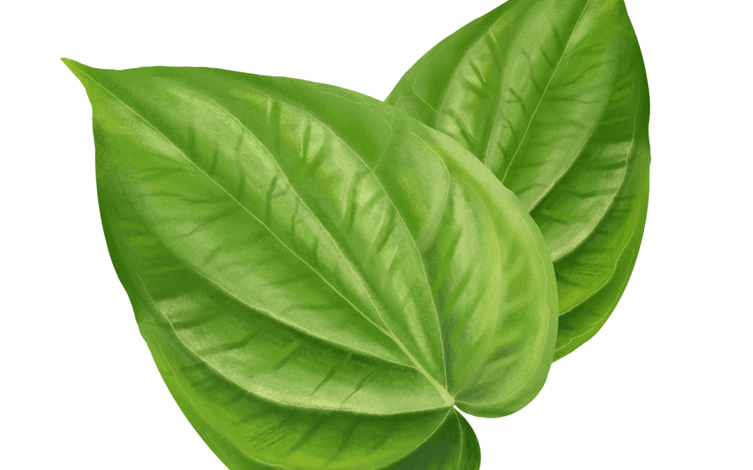 พลู (Betel)
