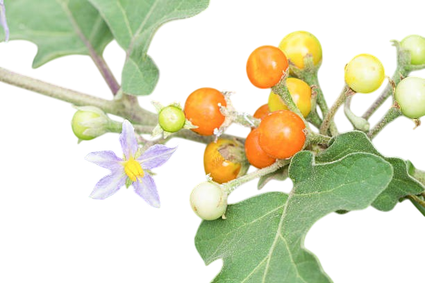 มะแว้งต้น (Bitterberry)