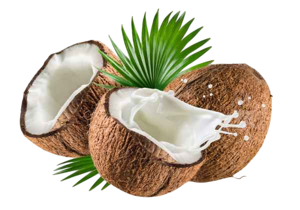 มะพร้าว (Coconut)