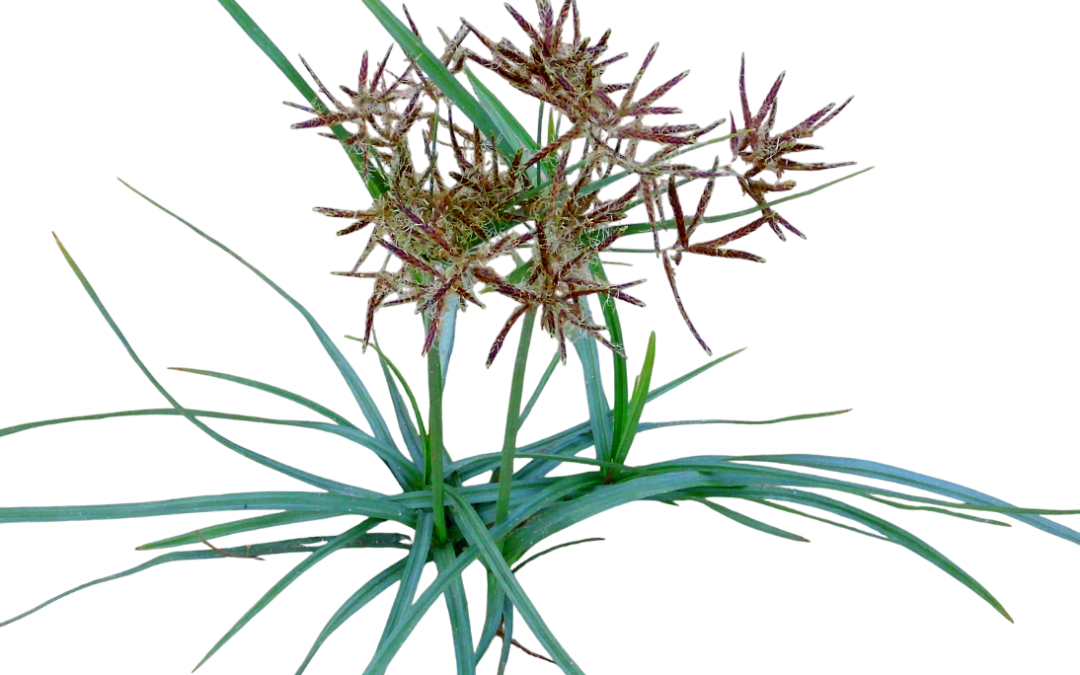 แห้วหมู (Cyperus)
