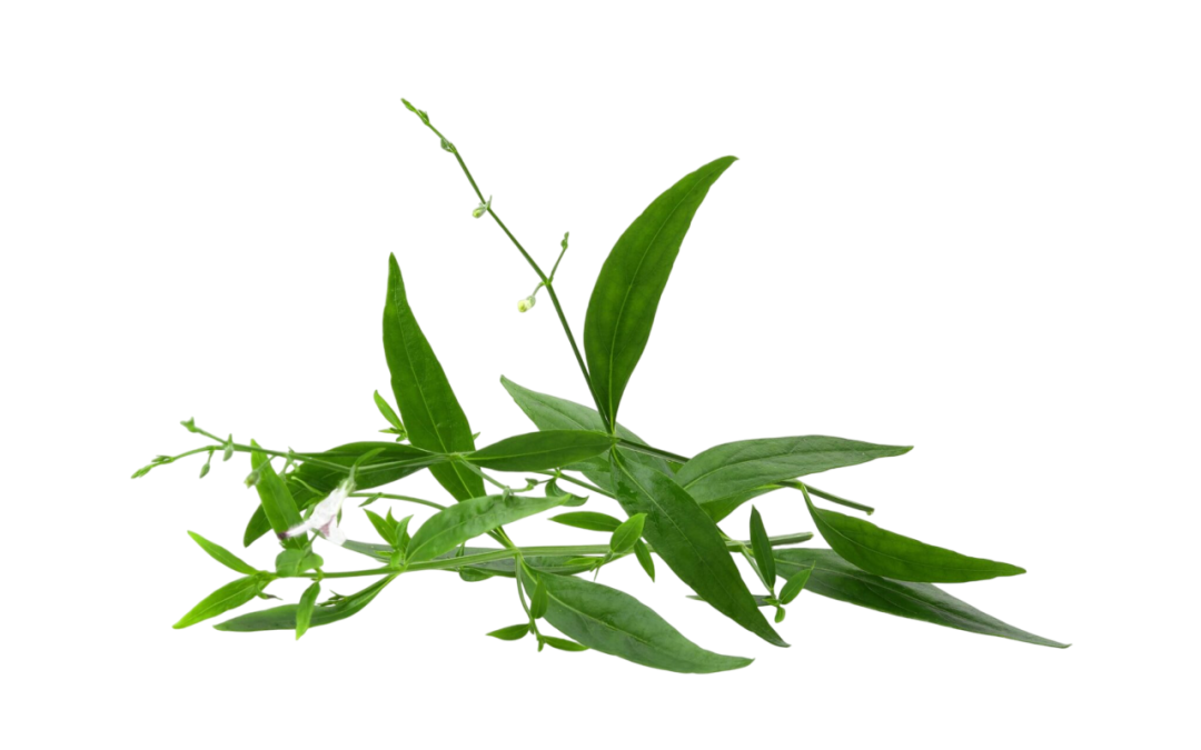 ฟ้าทะลายโจร (Fahtahlai)