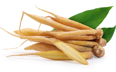 กระชาย (Fingerroot)
