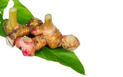 ข่า (Galangal)