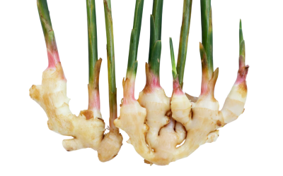 ขิง (Ginger)