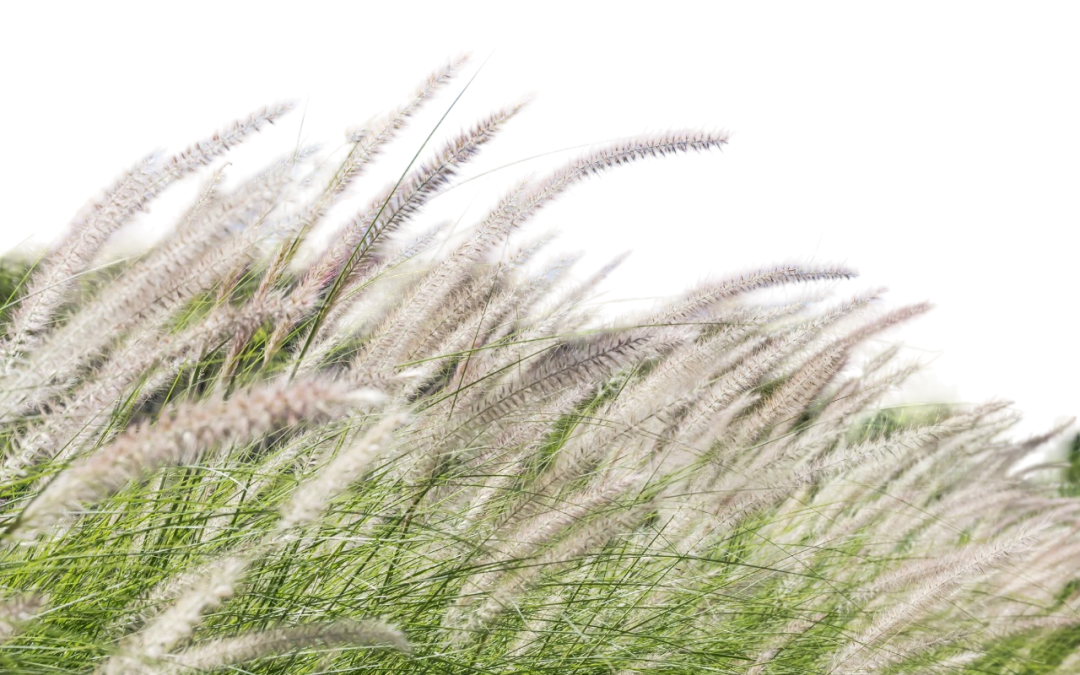 หญ้าคา (Cogon grass)