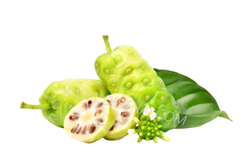 ยอ (Greatmorinda)