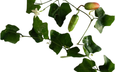 ตำลึง (Ivygourd)
