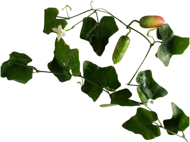 ตำลึง (Ivygourd)