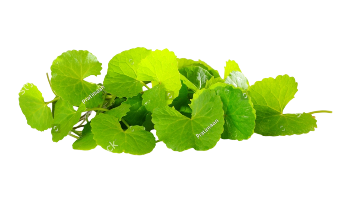 บัวบก (Kodavan)