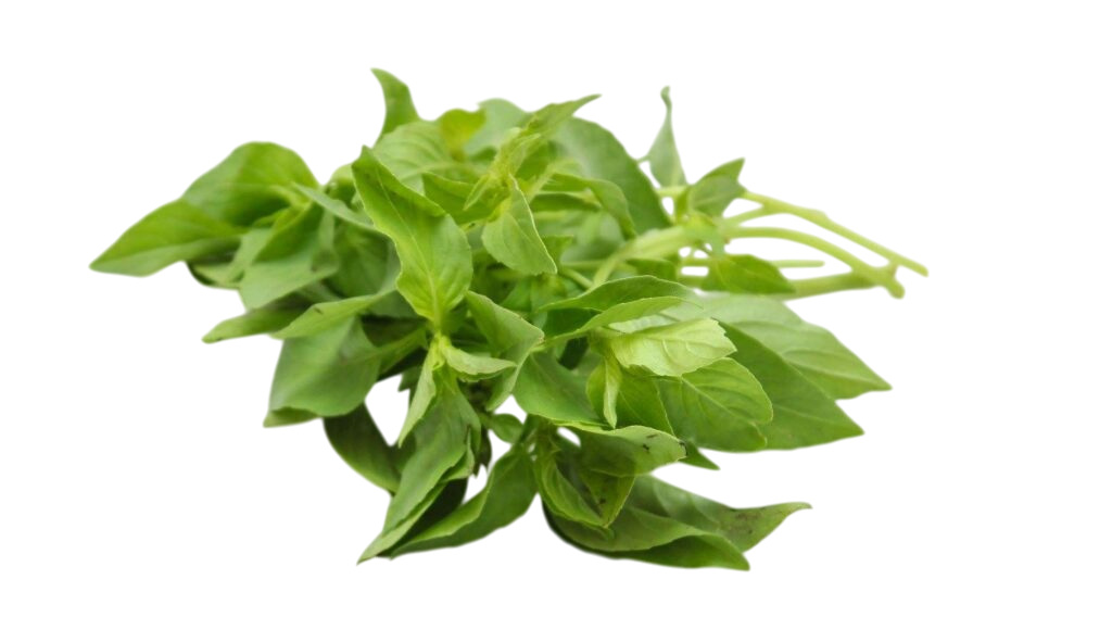 แมงลัก (Lemonbasil)