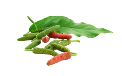 ดีปลี (Longpepper)