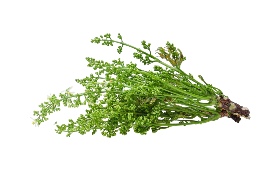 สะเดา (Neem)