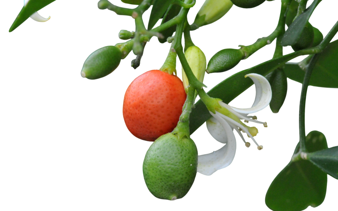 แก้ว (Orange Jessamine )