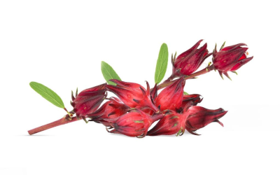 กระเจี๊ยบแดง (Roselle)