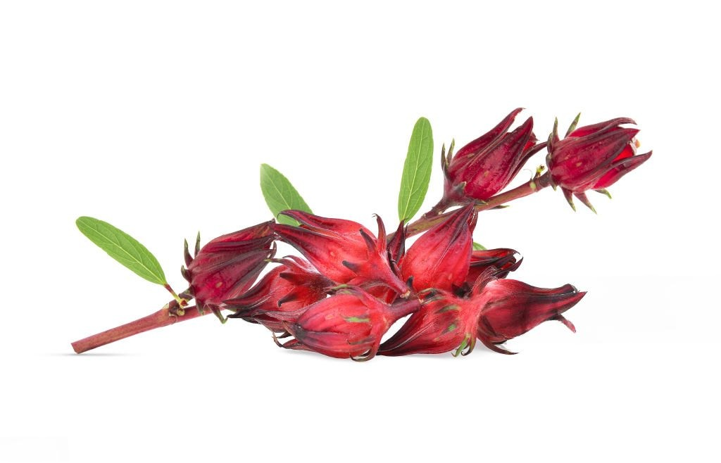 กระเจี๊ยบแดง (Roselle)