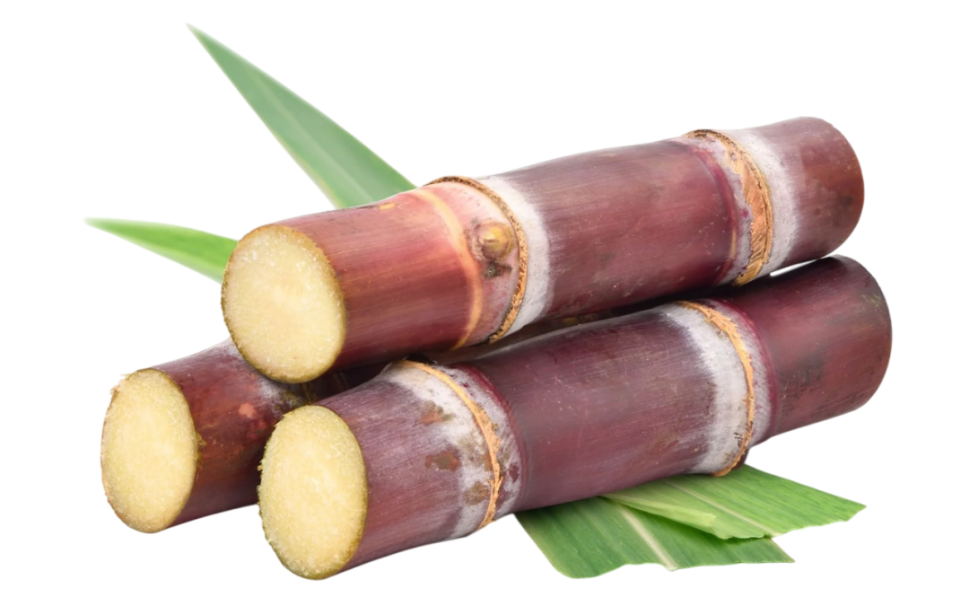 อ้อยแดง (Saccharum)