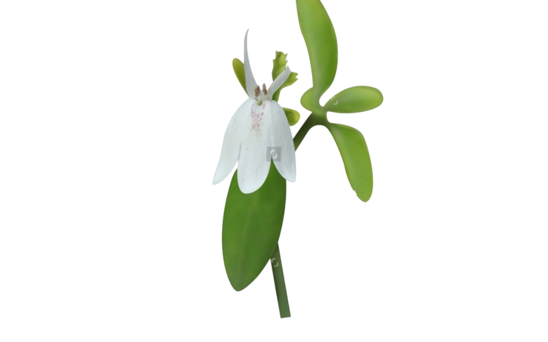ทองพันชั่ง (Snakejasmine)
