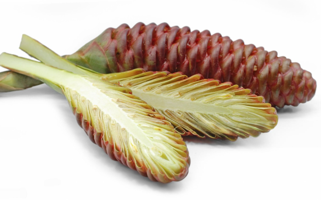 กระทือ (Wind Ginger)